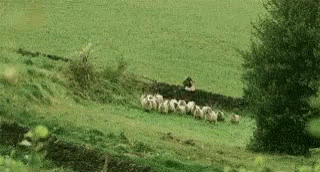 sheep bomb.gif